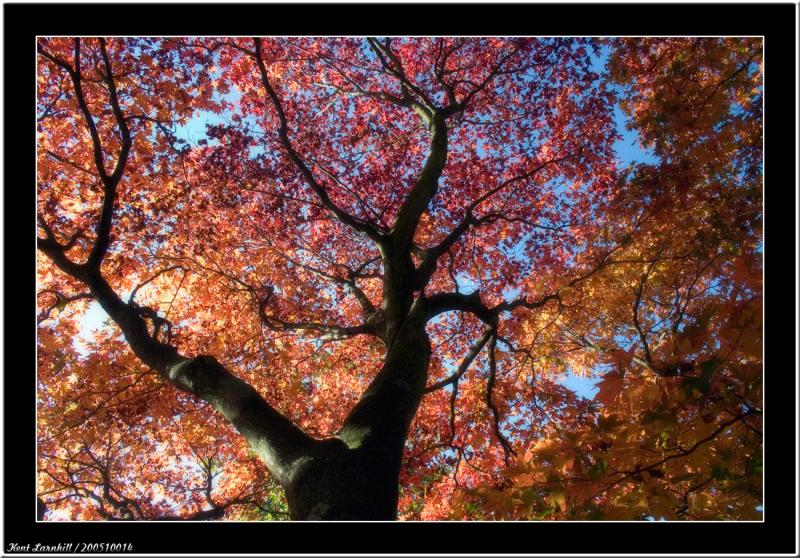 Autumn colour