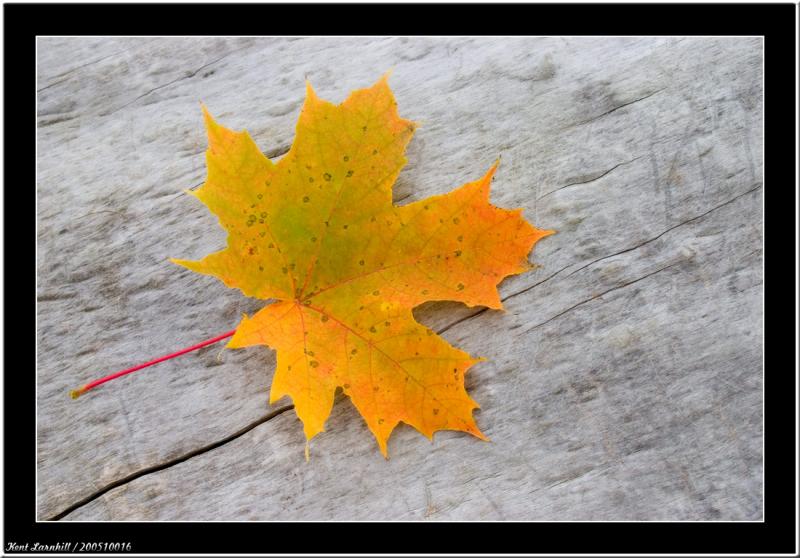  Yellow leaf