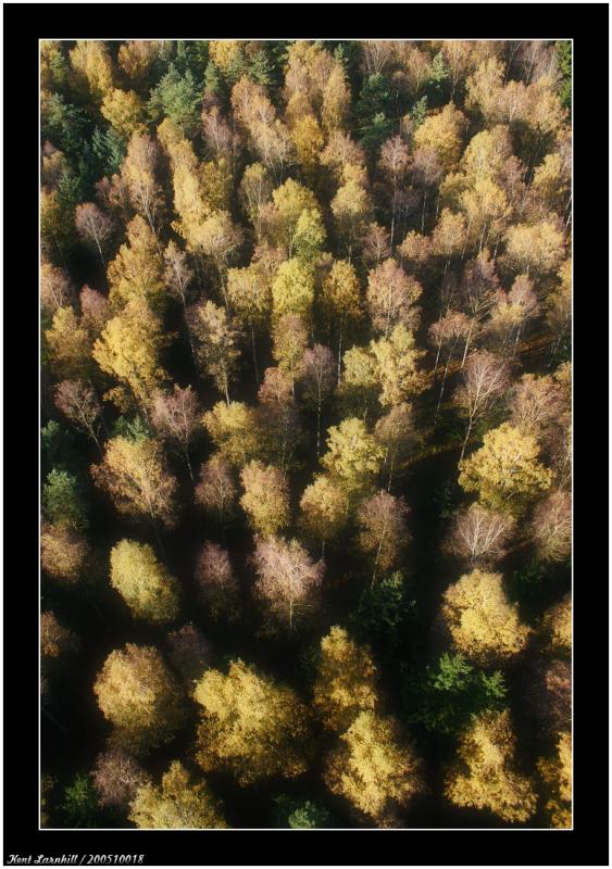 Tree tops