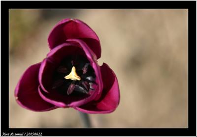 2005-06-22 Tulip