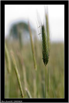 2005-06-26 Barley