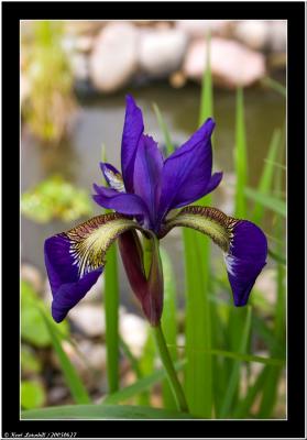2005-06-27 Purple lily