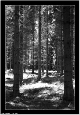 2005-06-29 Forest