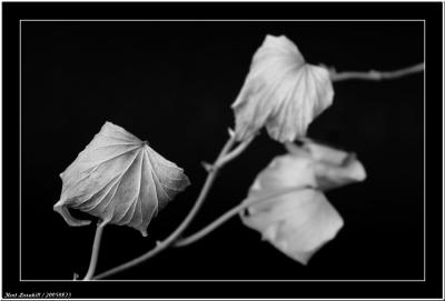 20050823 - Dry leaf -