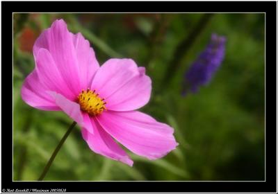20050828 - Purple flower -