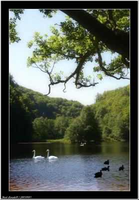 20050901 - Birds in the lake -