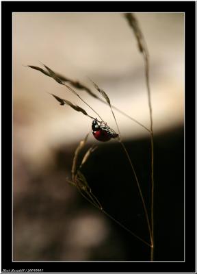 20050905 - Ladybird -