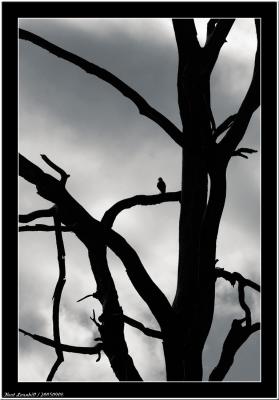 20050906 - Tree and a bird -