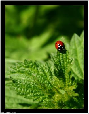 20050915 - Ladybird -