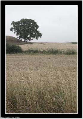 20050919 - Tree on hill -