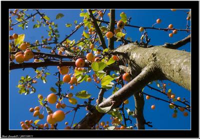 20051011 - Tree  -