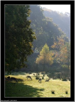 20051020 - Deer -