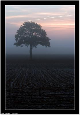 20051021 - Tree -