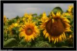 20050810 - Sun Flower -