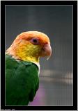 Jenday Conure