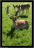 20050916 - Deer -