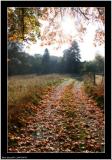 Road of leaf