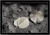 20051027 - 2 leaf -