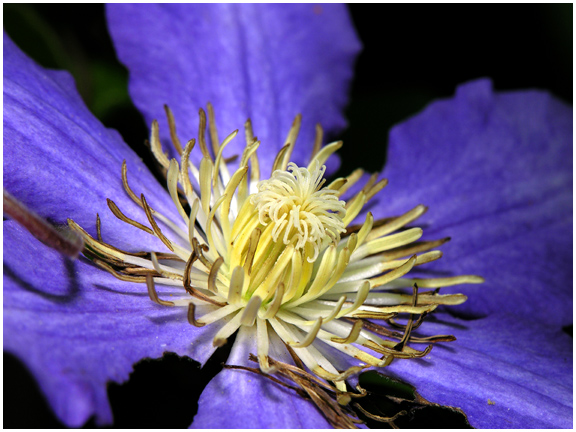 Clematis