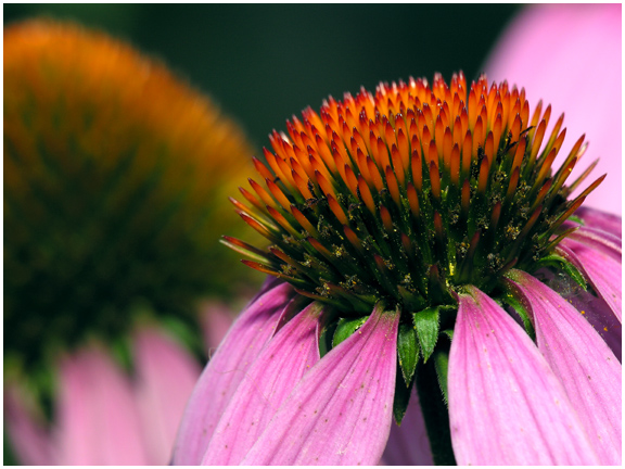 Echinacea