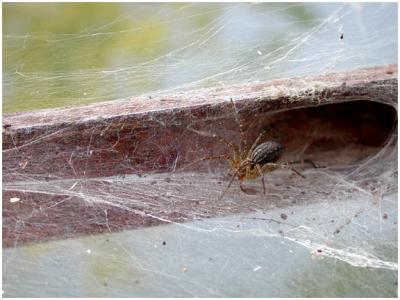 spiderRail.jpg