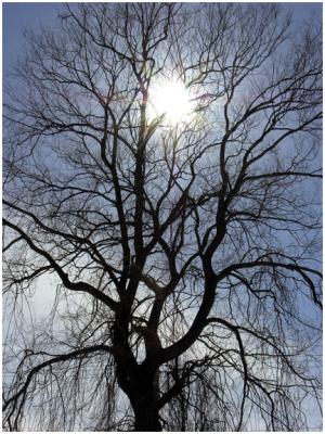 Back-Lit Tree