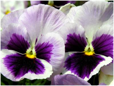 Pansy