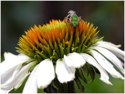 Metallic Green Bee on Echinacea