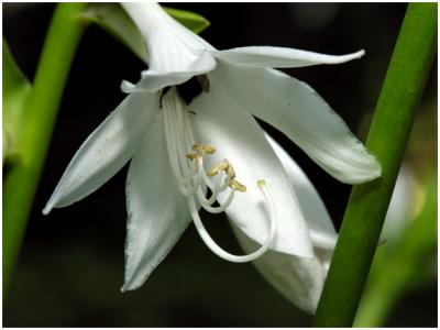 An Intimate Moment With a White Lily and a Bumble Bee