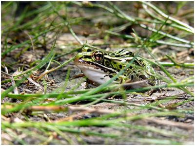 Leopard Frog