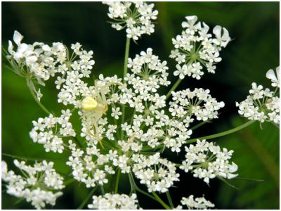 Queens Anne's Lace & Crab Spider