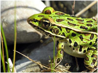 Leopard Frog