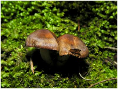 Tawny Pluteus Mushroom