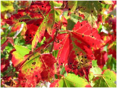Red & Green