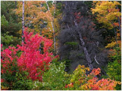 Color and the Fallen Tree