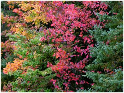 Fall Colors