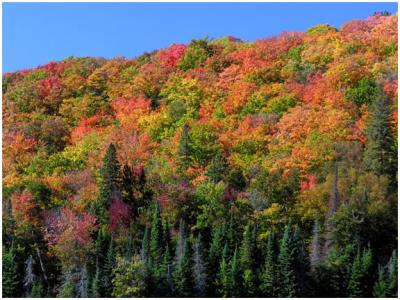 Fall Colors