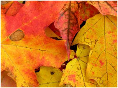 fallLeaves2.jpg