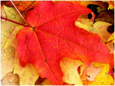 fallLeaves3.jpg