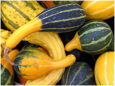 gourds1.jpg