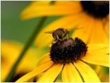 American Hoverfly on a Black-Eyed Susan