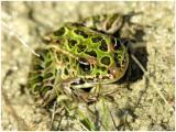 Leopard Frog