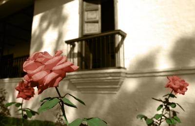 The-Rose-in-Sepia.jpg