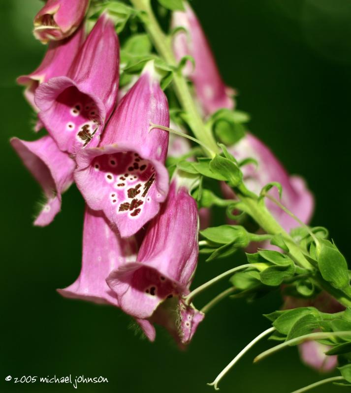 vivid flower