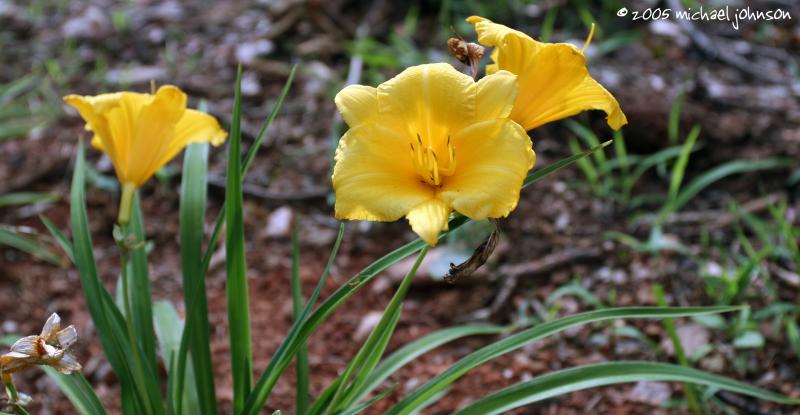 nice yellow flower