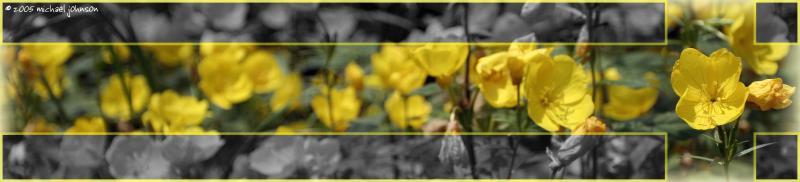 flowers edited image