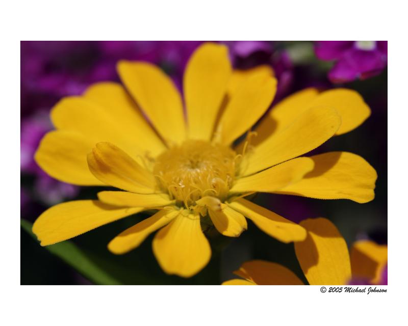 yellow petals