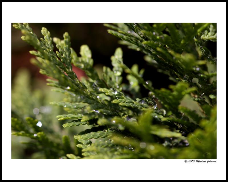 rain drops