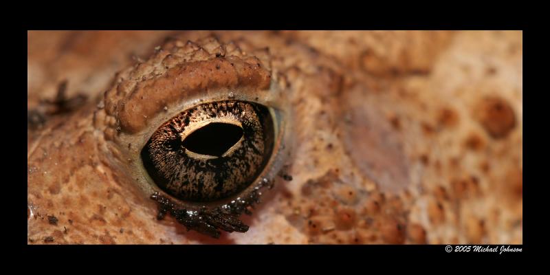 frog Eye 2