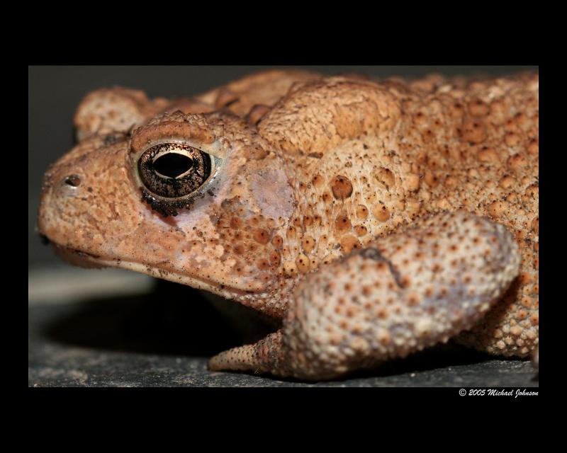 frog 3